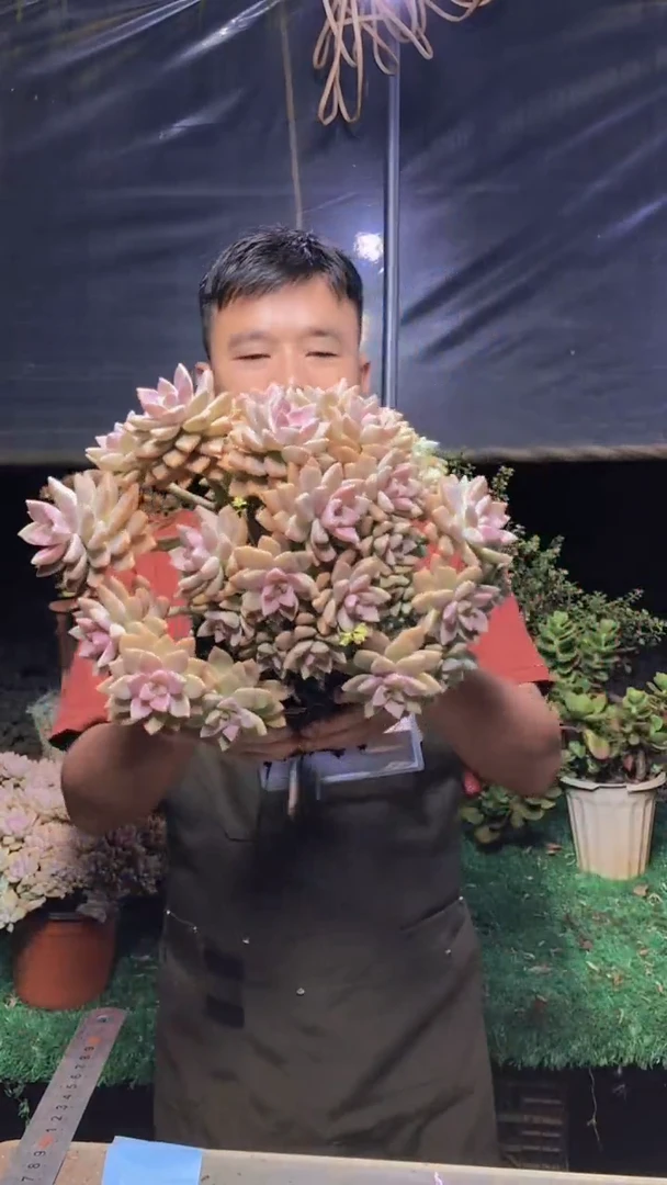 250淡雪缀化一物一拍