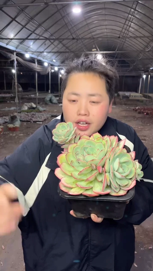 【闪购商品】25-牡丹亭18cm7.8