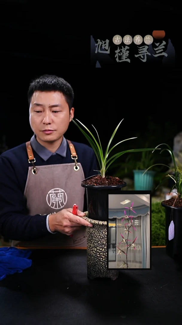 当前无花栽培后可以开花河****司寒兰三世冠（2苗草）