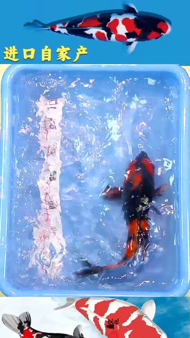 锦鲤2025/12/19悦鲤阁甄选锦鲤--19