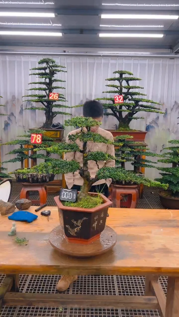 无花朵精品盆景直播间一物一拍