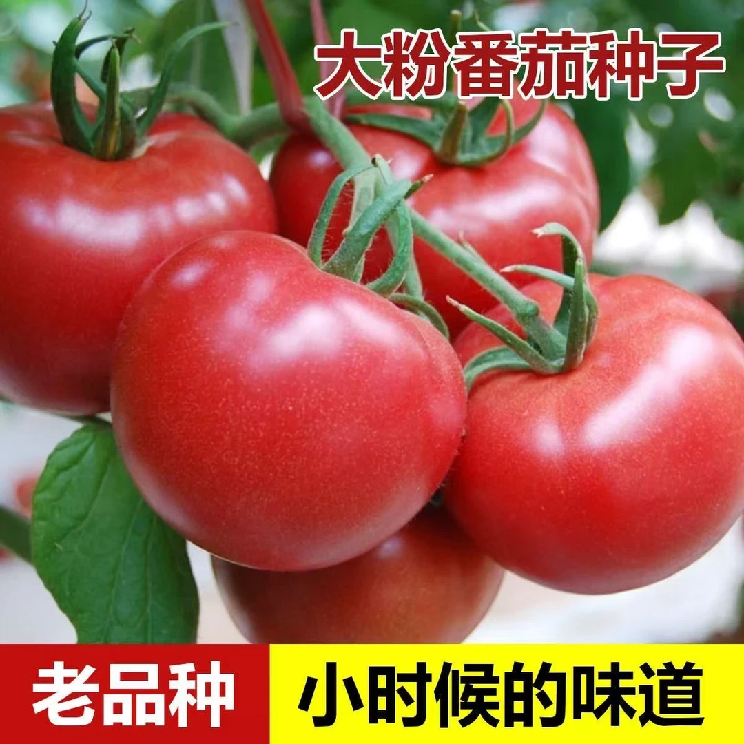 老品种番茄种子】老沙瓤番茄种子大粉毛粉番茄种子四季蔬菜种子