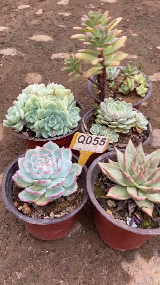 Q055多肉组合默认脱土发货