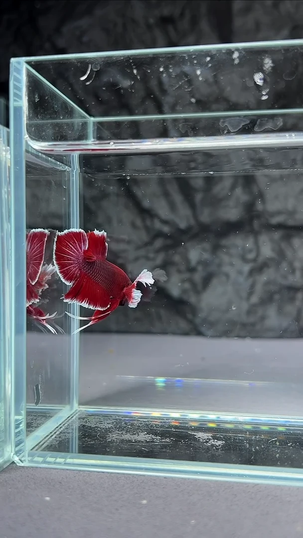 斗鱼竞拍链接060