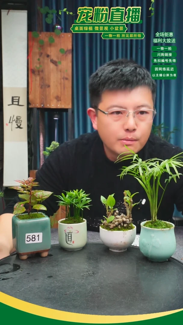 无花朵王*石苔藓微景观581号