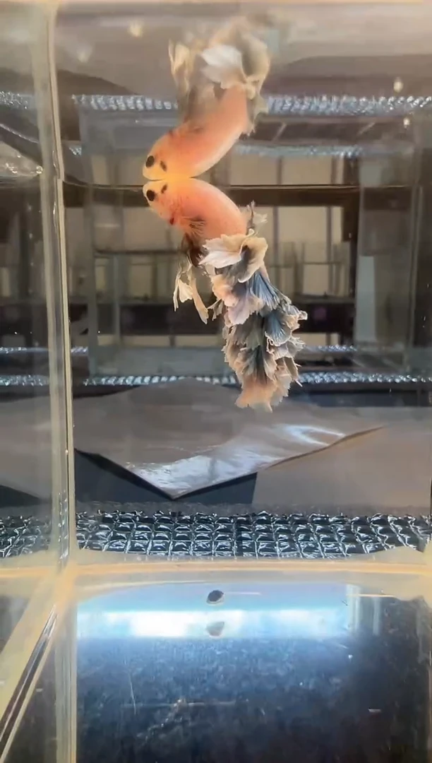 斗鱼斗鱼绣球大耳朵斗鱼