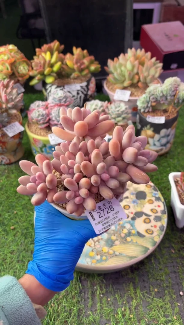 昆明印象多肉2728