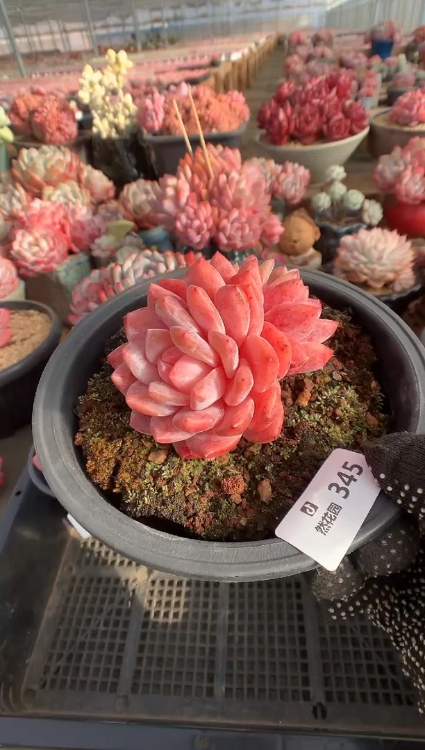 345玫瑰梦露多肉植物一物一拍