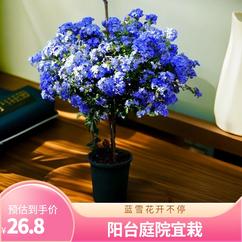 蓝雪花盆栽耐热耐晒好养四季开花不断适合庭院阳台观赏