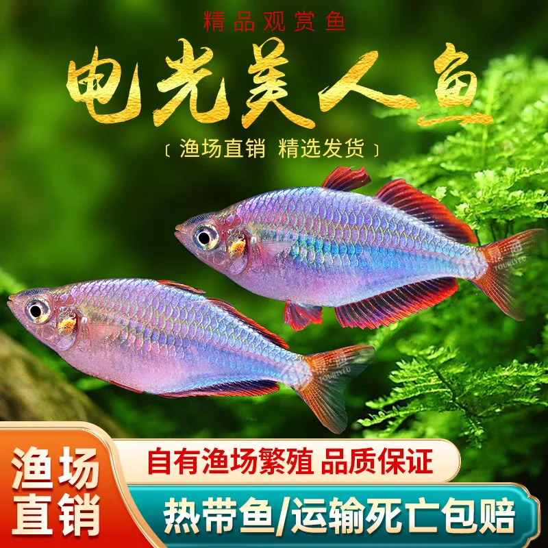 电光美人鱼热带观赏鱼新手鱼缸入门易养活澳洲彩虹鱼淡水活体闯缸