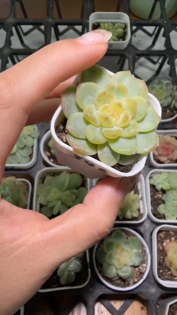 1085  340水蜜桃多肉植物