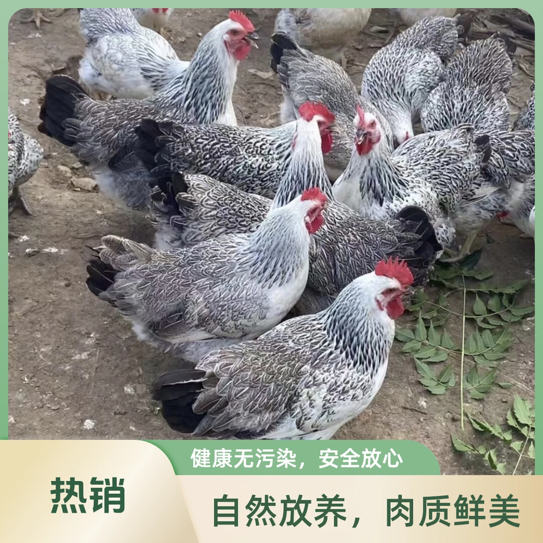 【2只稻花母鸡】220天以上 毛重7斤-7.5斤（顺丰包邮）