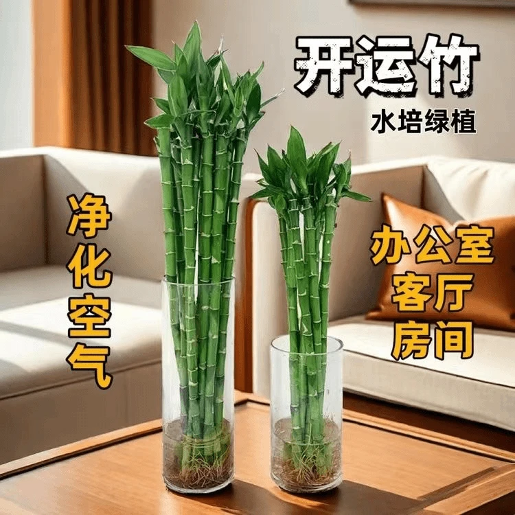 开运竹富贵竹水培转运竹招财绿植办公室桌面盆栽净化空气带根易养
