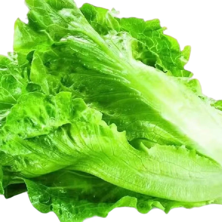 湖北本地产露天生菜现摘现发