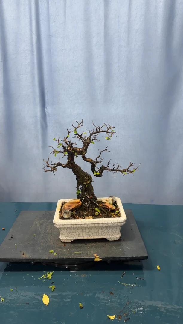 【闪购商品】盆景雀梅