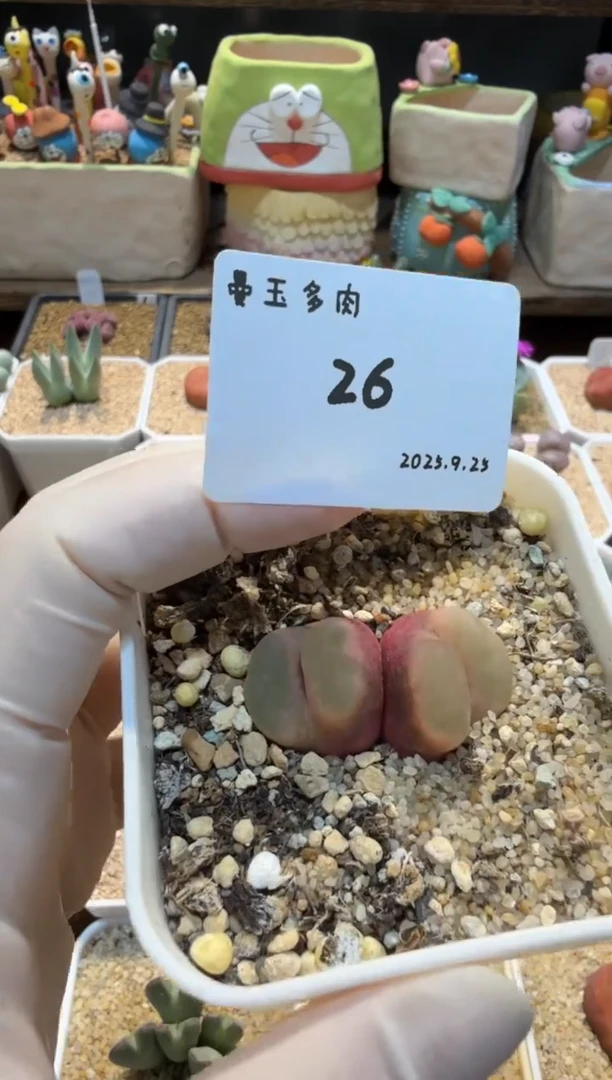 小**宝25.9.25-26小鱼宝宝
