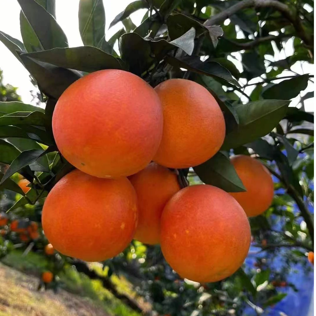 四川资中塔罗科血橙 现摘现发