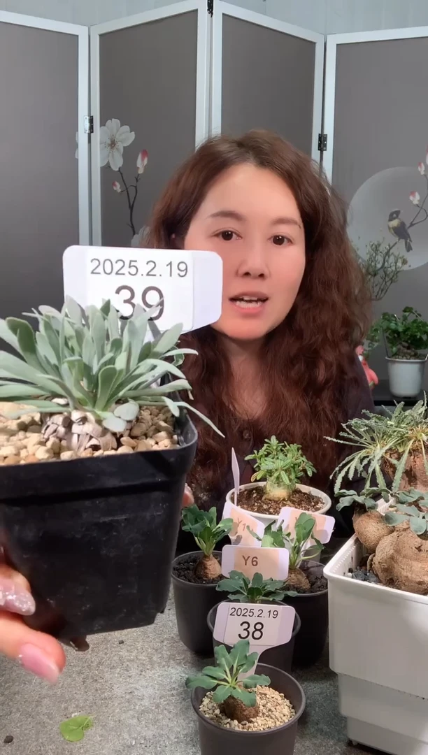 【闪购商品】刨花厚敦菊2.19.39