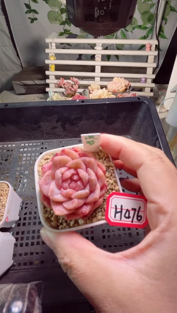 【闪购商品】H476浅梦一物一拍