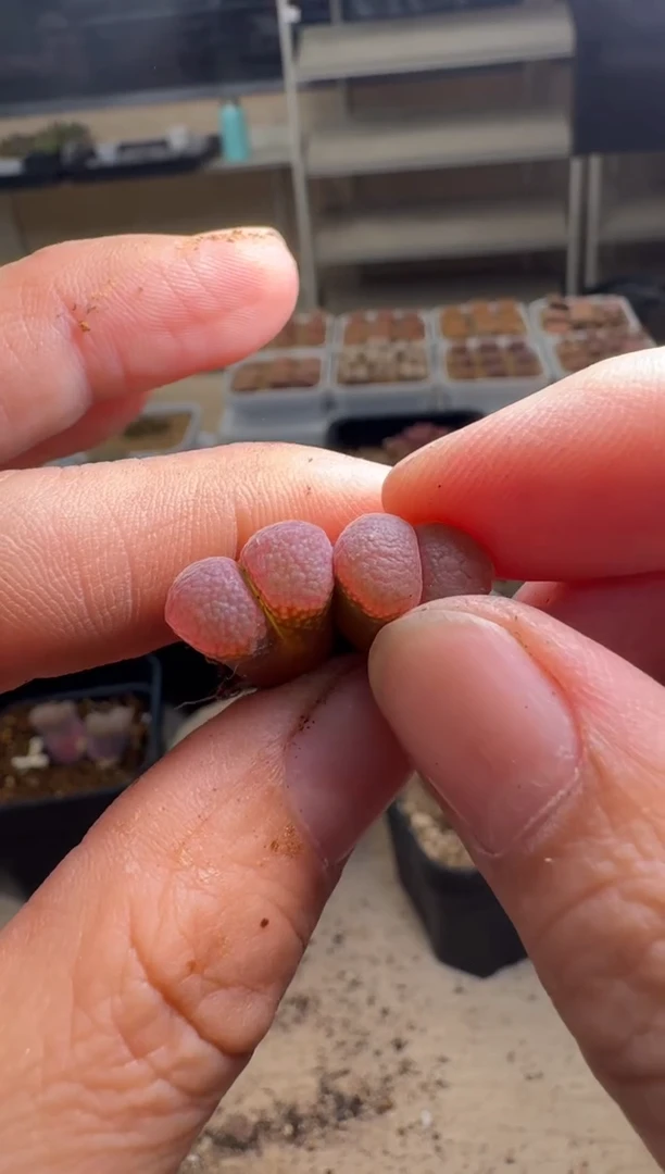 美丽的肉石头10-569