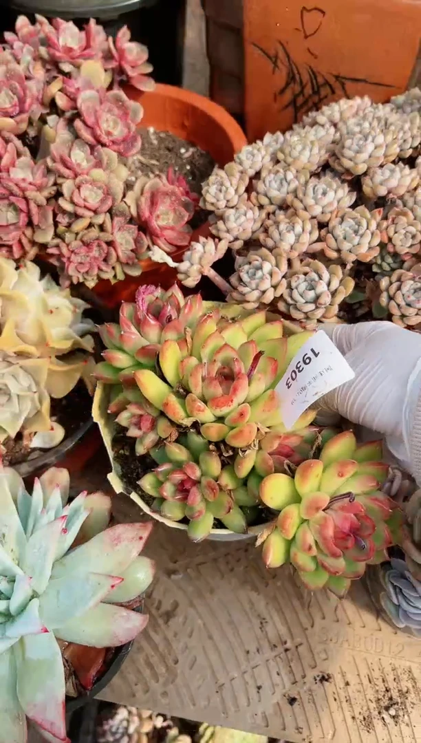 【闪购商品】19303多肉