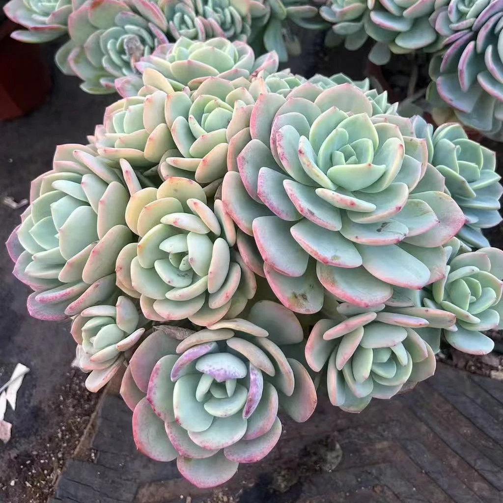 白月光【云贵精品多肉】整装群生精品白月光多肉