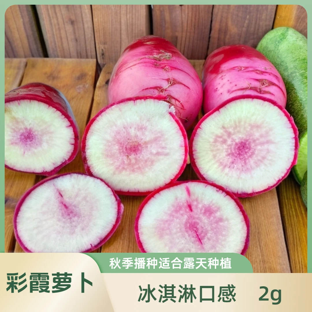 冰淇淋萝卜彩霞萝卜种子水果萝卜种子秋季露天阳台菜地种植