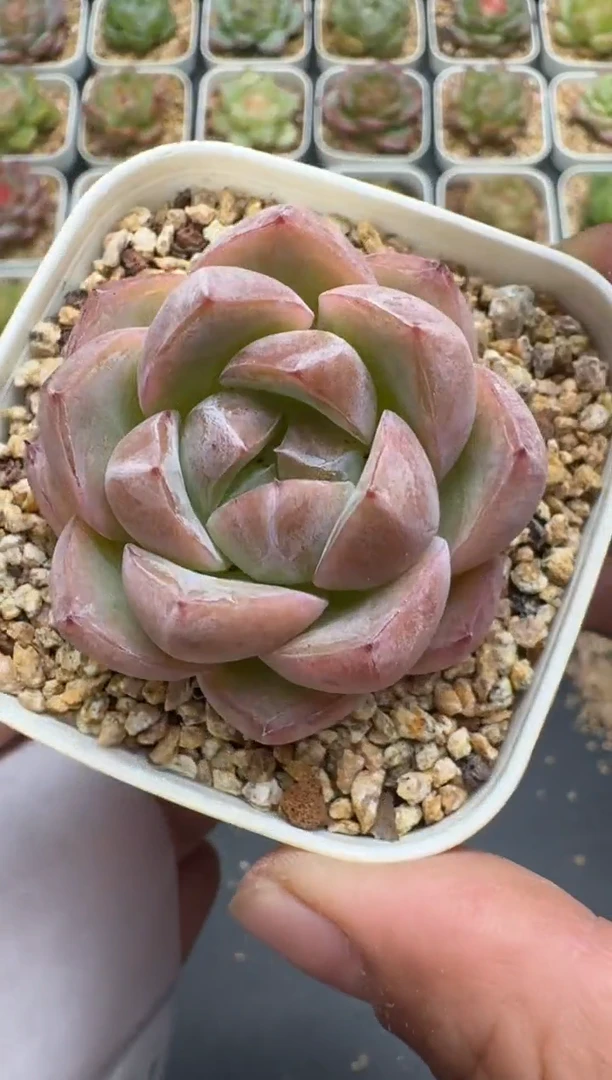 370G云禹多肉植物 脱土纸巾打包 3颗包邮