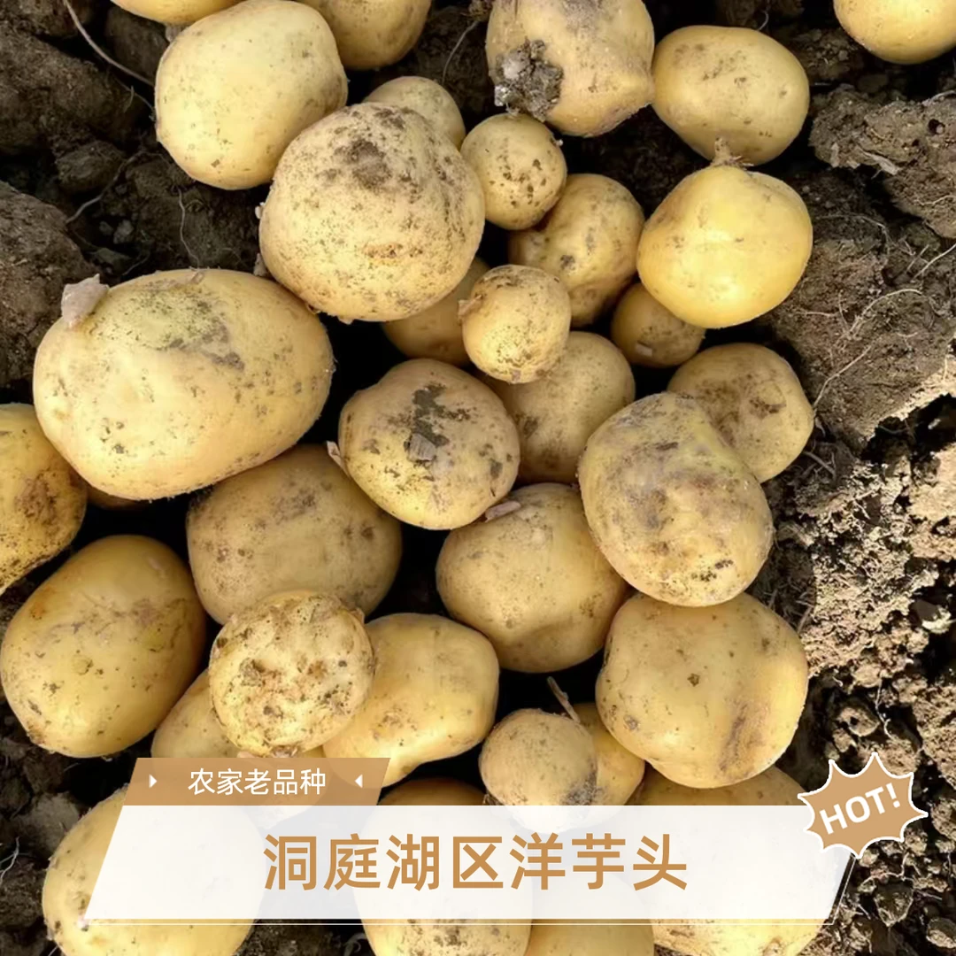 湖南洞庭湖区本地农家黄心洋芋头