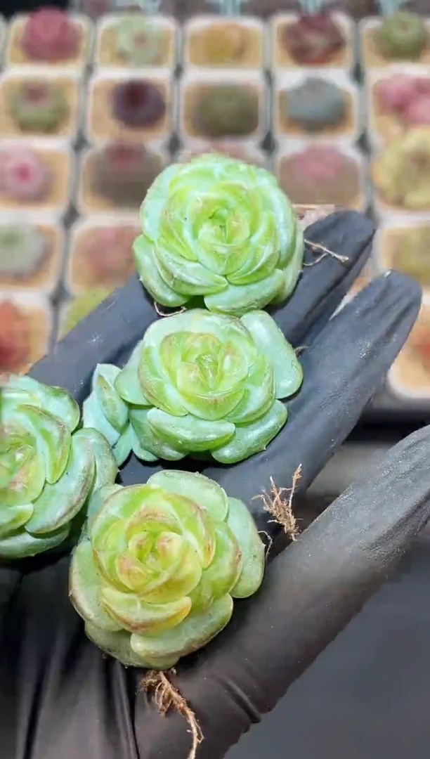 闪购3109 冰小马多肉一颗 3厘米