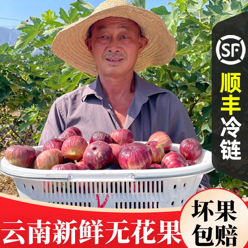 云南新鲜无花果5A景区应季水果老树鲜果无花果孕妇水果顺丰包邮