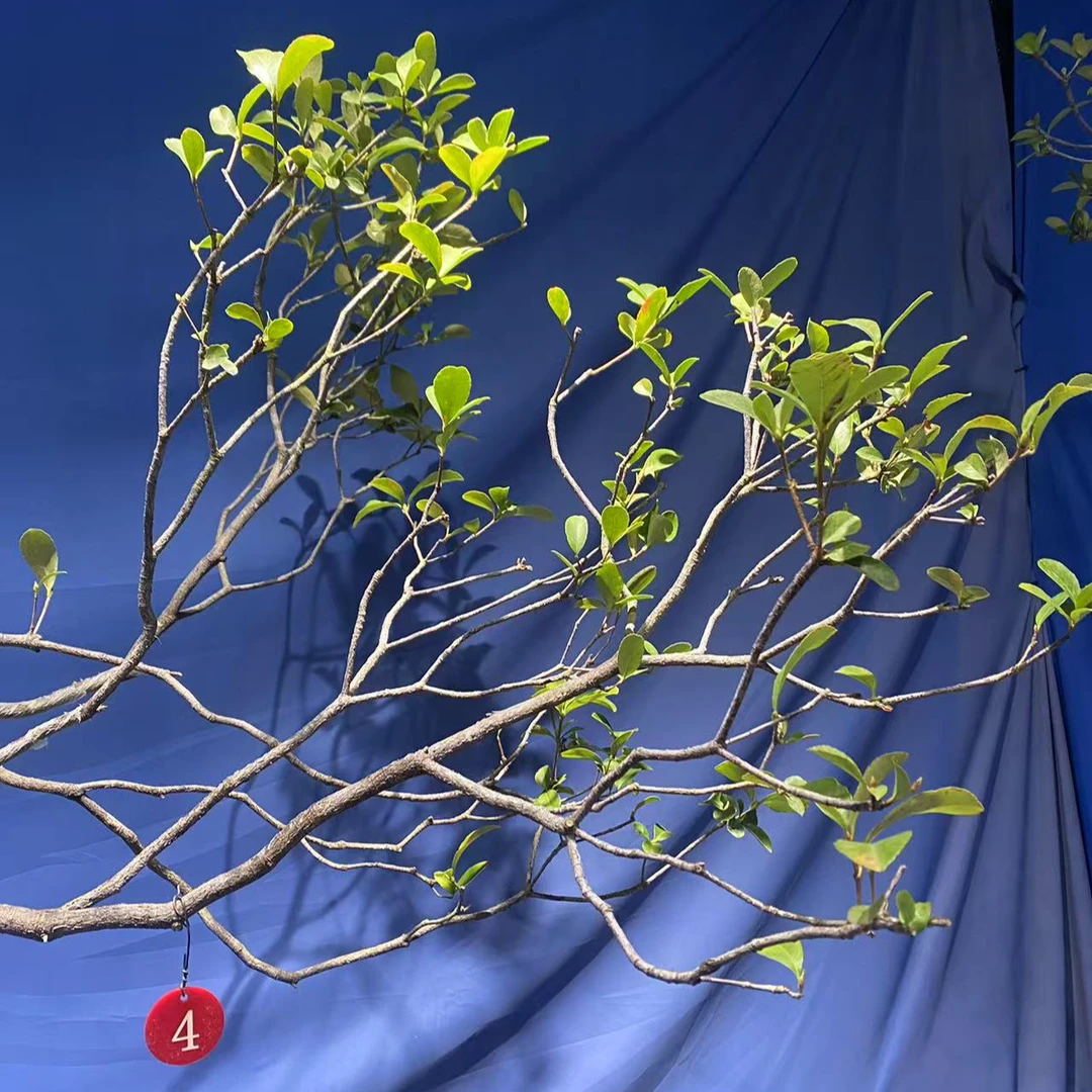 海岛春花，栀子花海岛黄杨春花