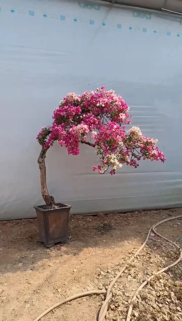 【闪购商品】盆景漳红樱