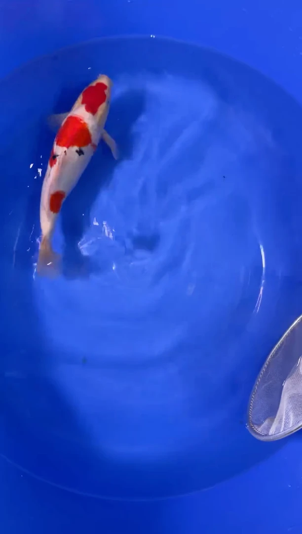 锦鲤活体二号链接