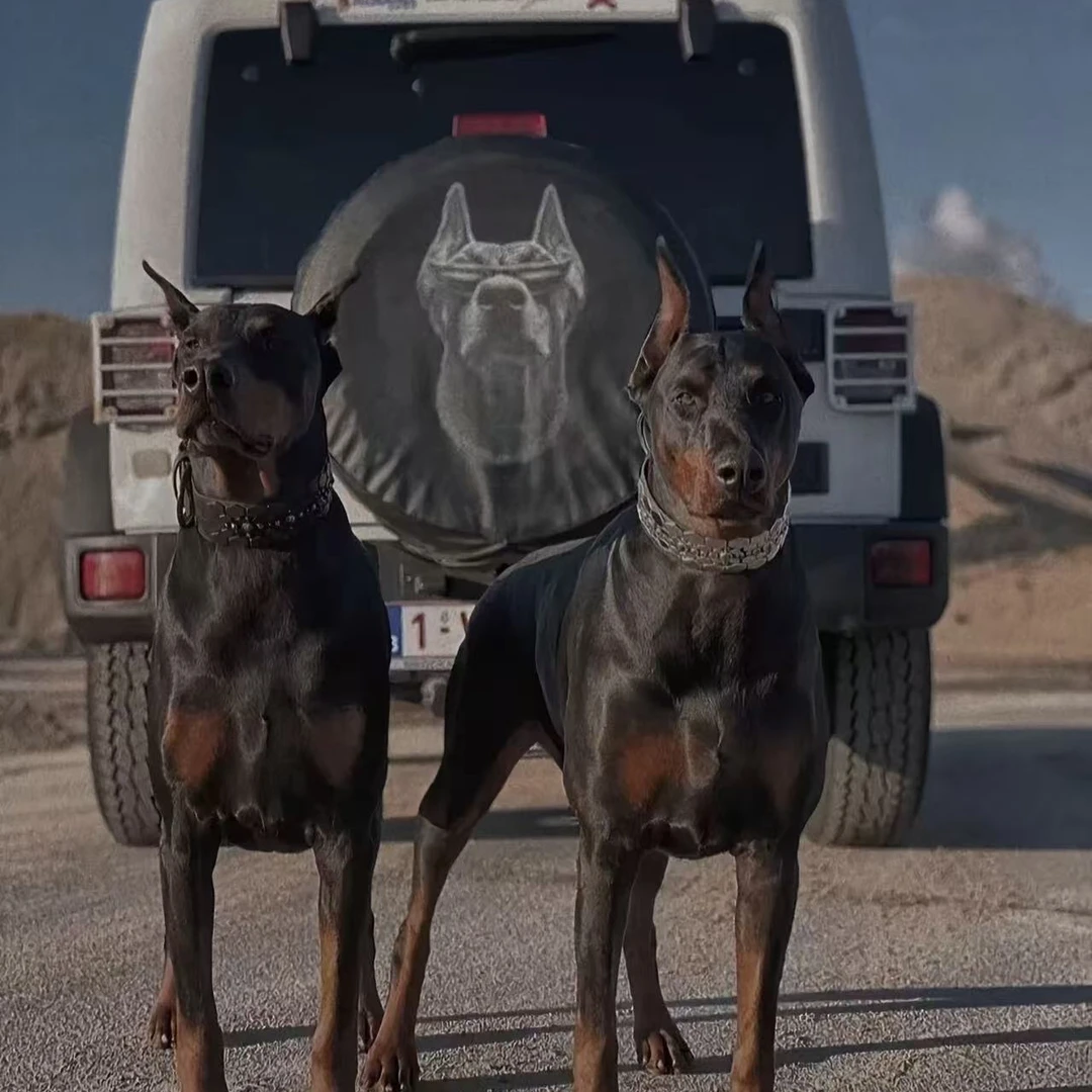 【赤焰杜宾犬舍】出售宠物活体小型犬大型犬小狗