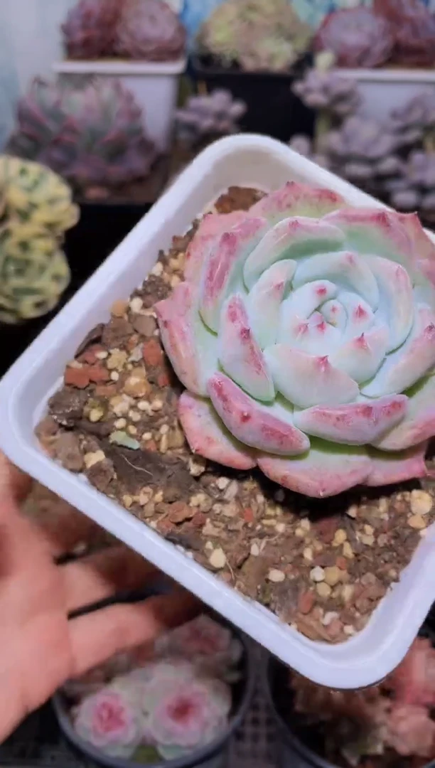 【闪购商品】017白拉糖多肉