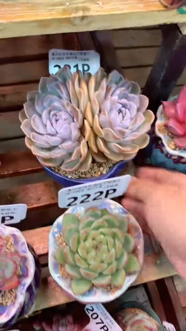 221P汉堡（一物一拍实付满28发货，默认不带盆土）