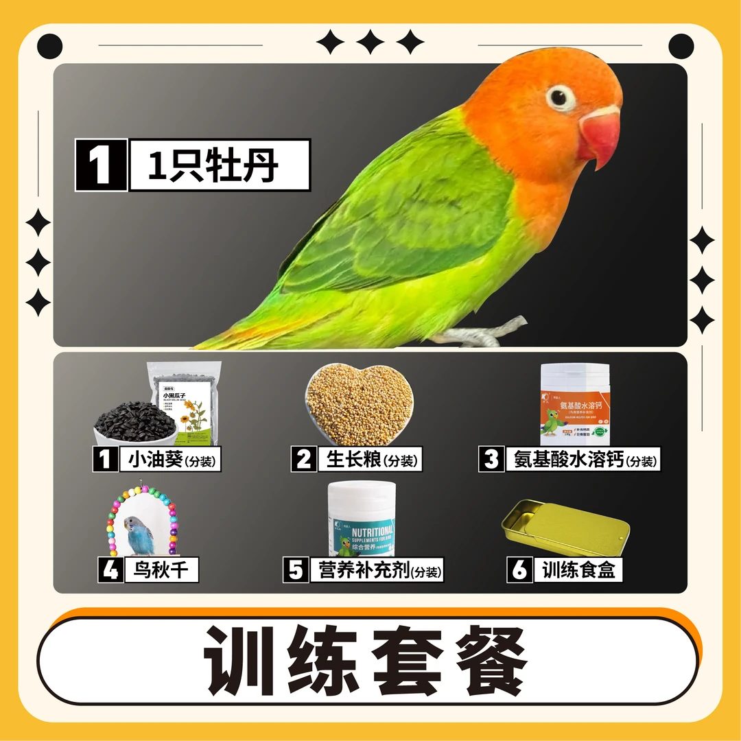 【训练套餐】+1只牡丹鹦鹉
