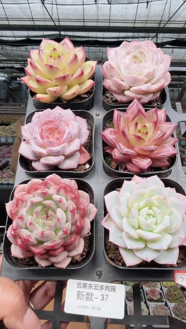 东云多肉园新款-37