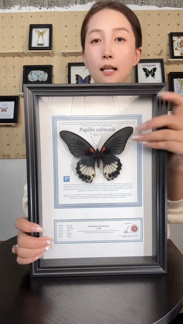 美凤蝶（蝴蝶装饰画A4框）