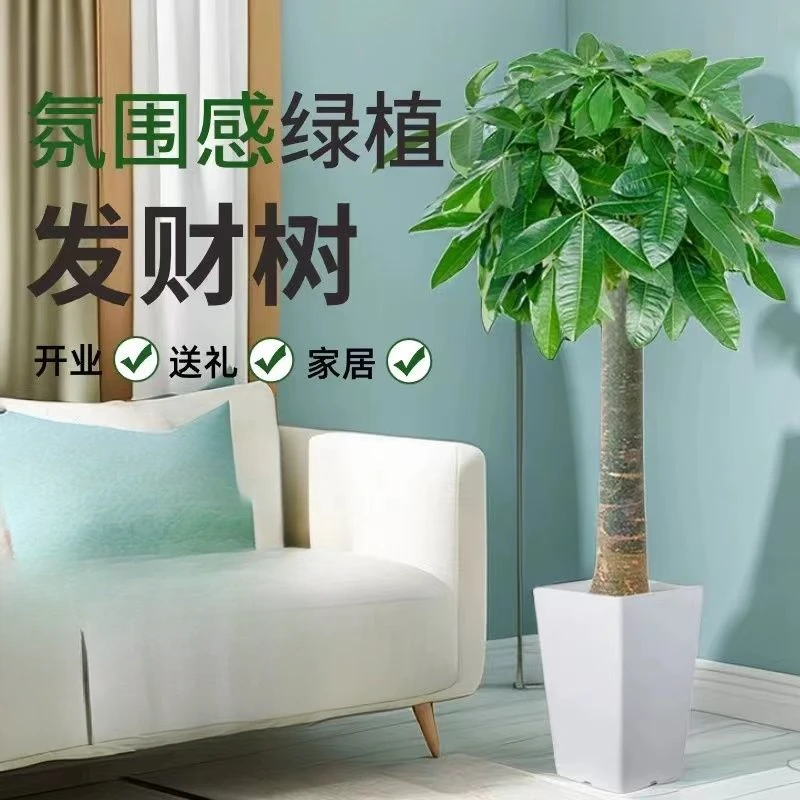 【送货上门】1.3~1.5米发财树大型绿植盆栽室内客厅办公室菱形盆】