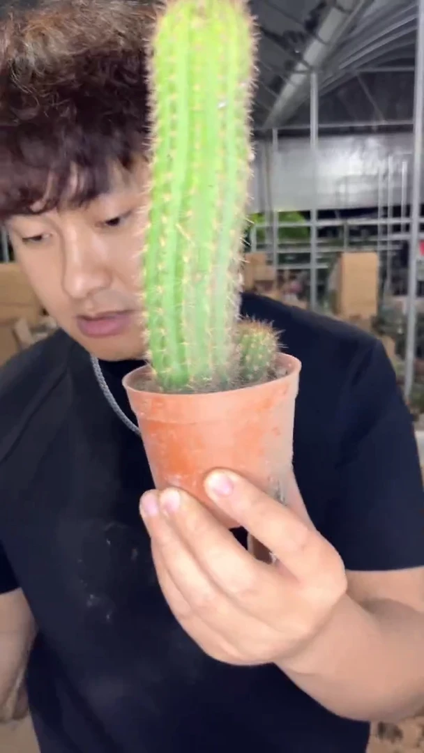 飞龙毛花柱「带根」