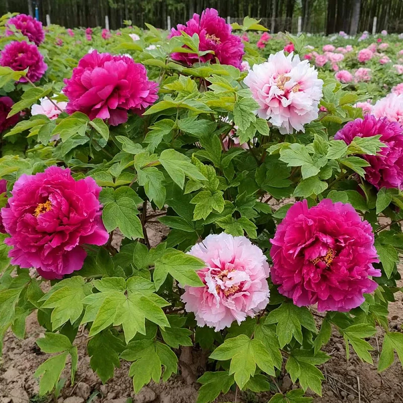 牡丹（花二乔）正宗重瓣大花牡丹苗