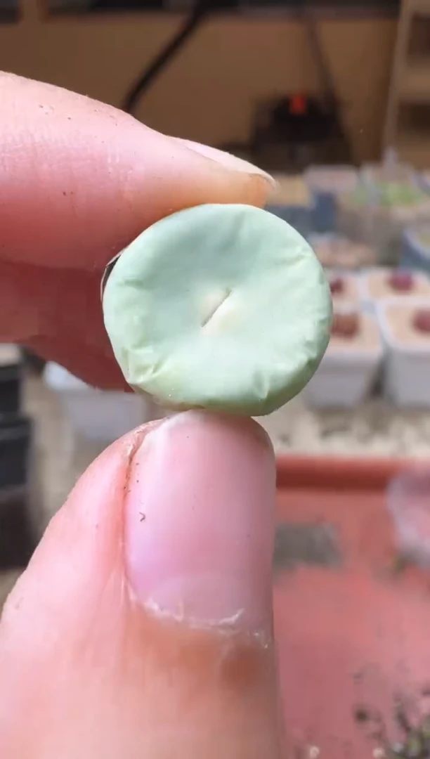 20-281多肉植物肉锥