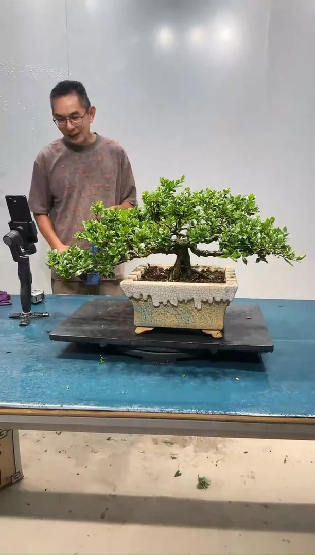 无花朵栀子花盆景