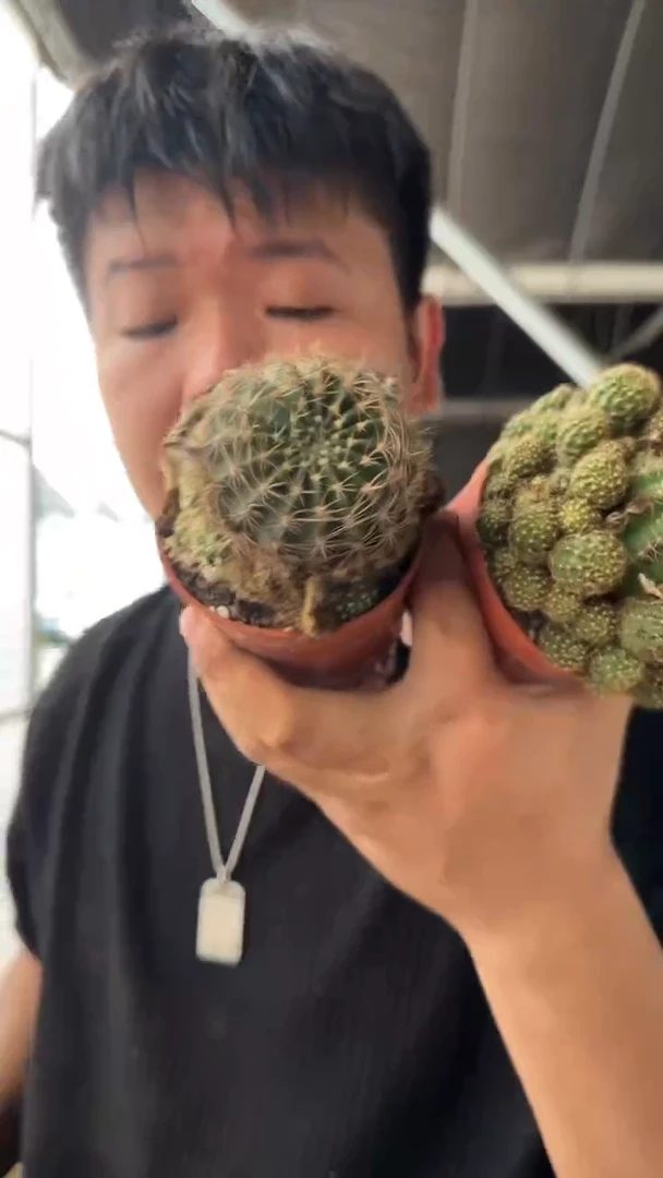 3颗 荷花丽花【品种不指定】