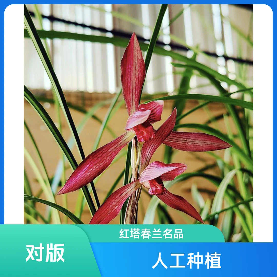 【红塔宝石】春兰名品 国兰3苗花开浓香 好养易活 对版 人工种植