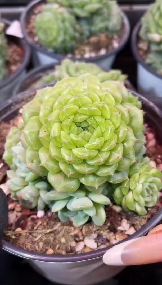 闪购2338 母本多肉一颗