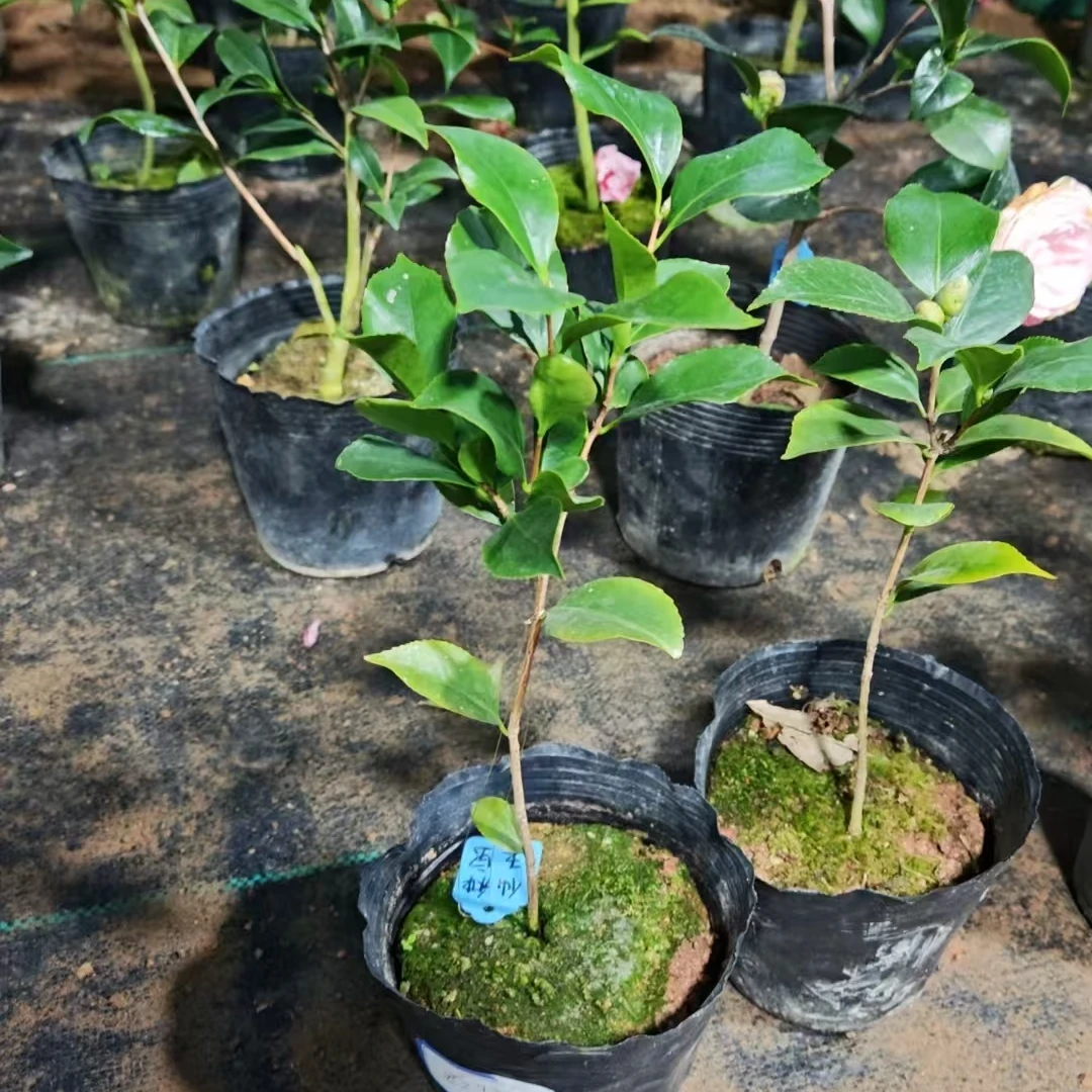 仙种五宝茶花一物一拍