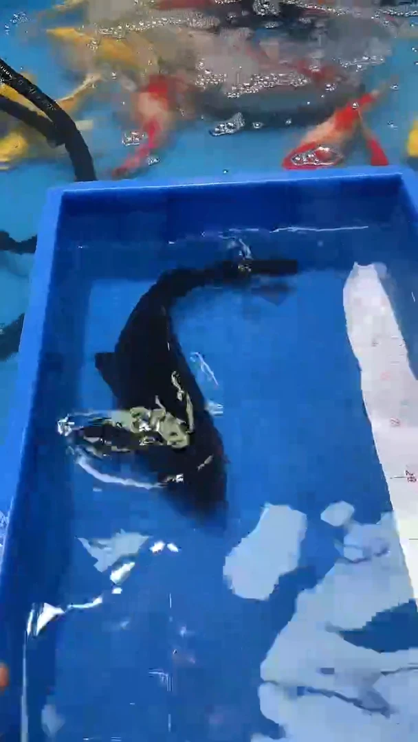 锦鲤8-d...................
